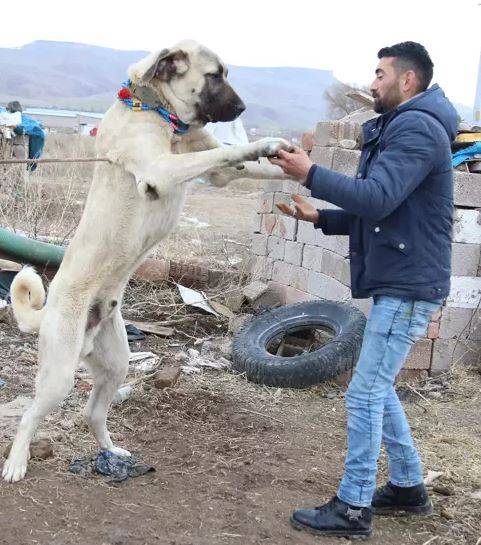 Adını Evliya Çelebi koyduğu’nun Aksaray malaklısı İngiltere’de manşet oldu. Bir öğünde yedikleri hayrete düşürdü 14